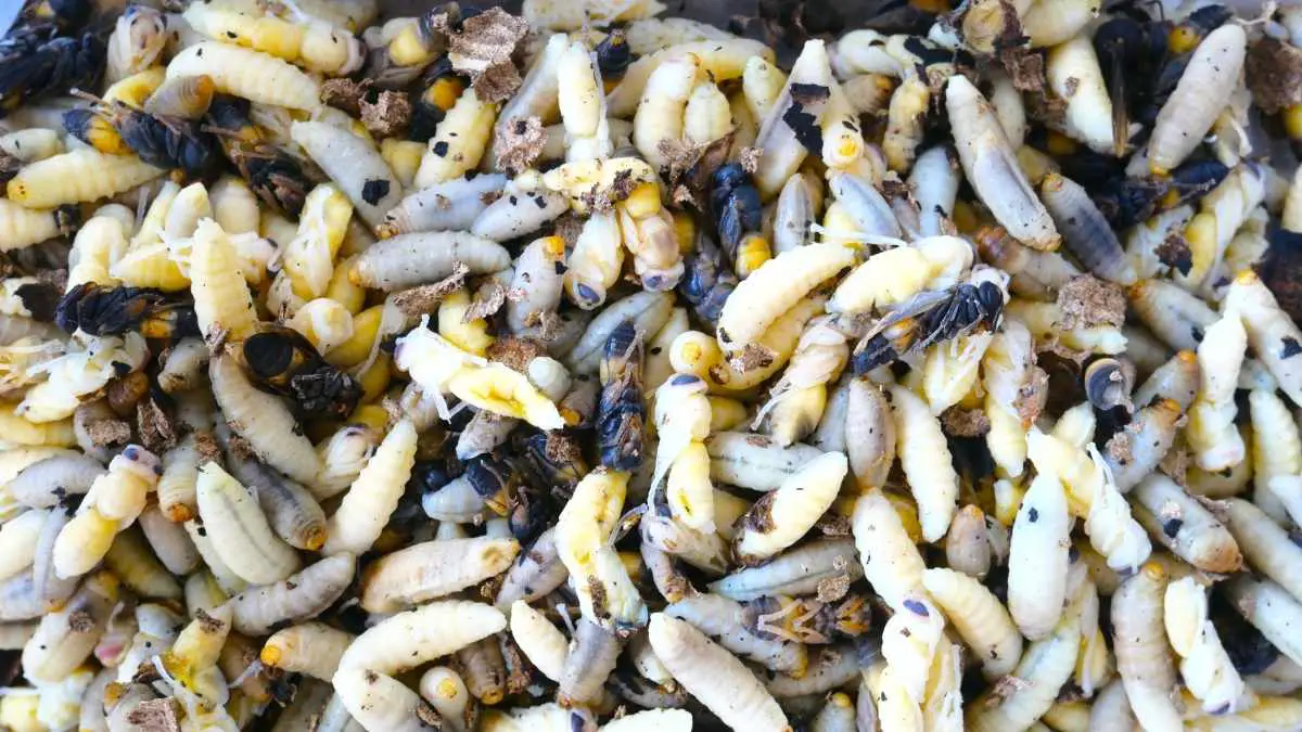 6 Common Bugs That Look Like Maggots Pest Pit