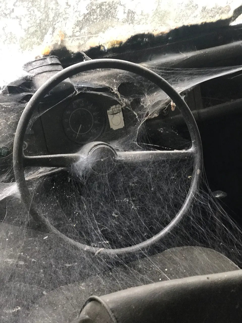 how to get a spider out of your car
