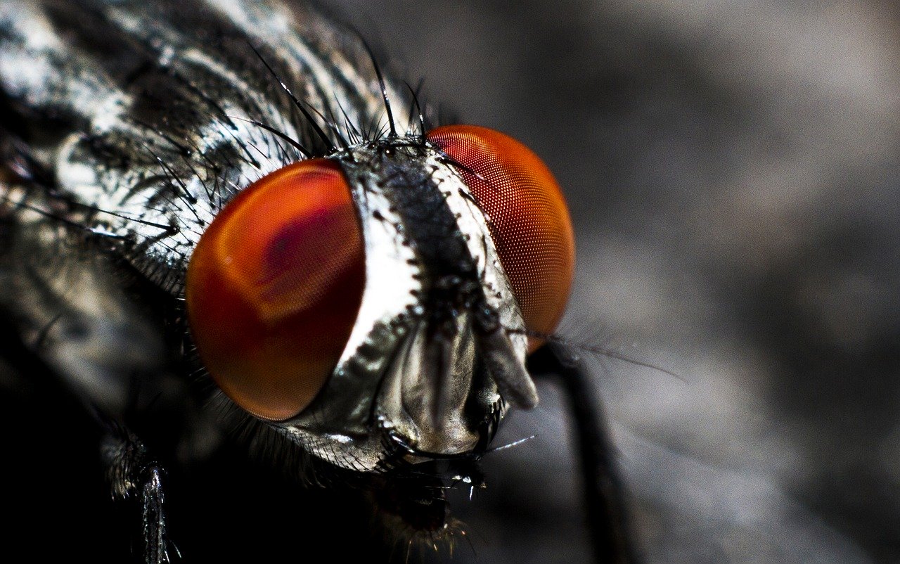 7 Tips How To Get Rid Of Flies In The House Quickly Pest Pit