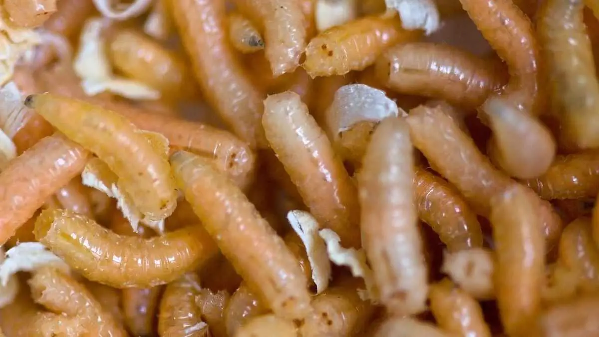 Is Your Trash/Bin Infested With Maggots?