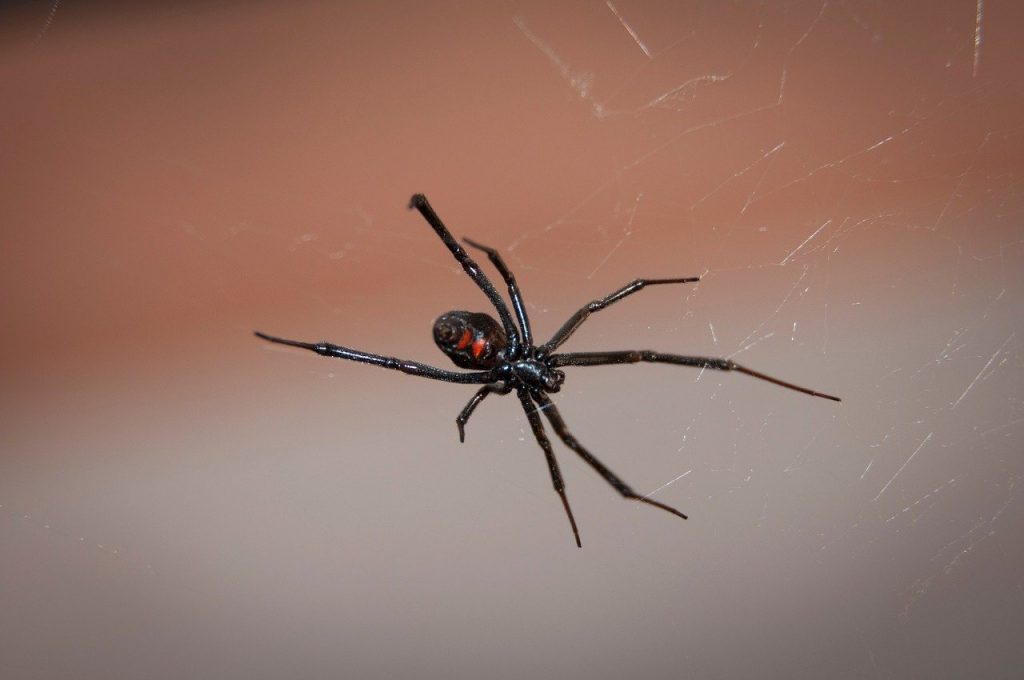 why do I have spiders in my garage