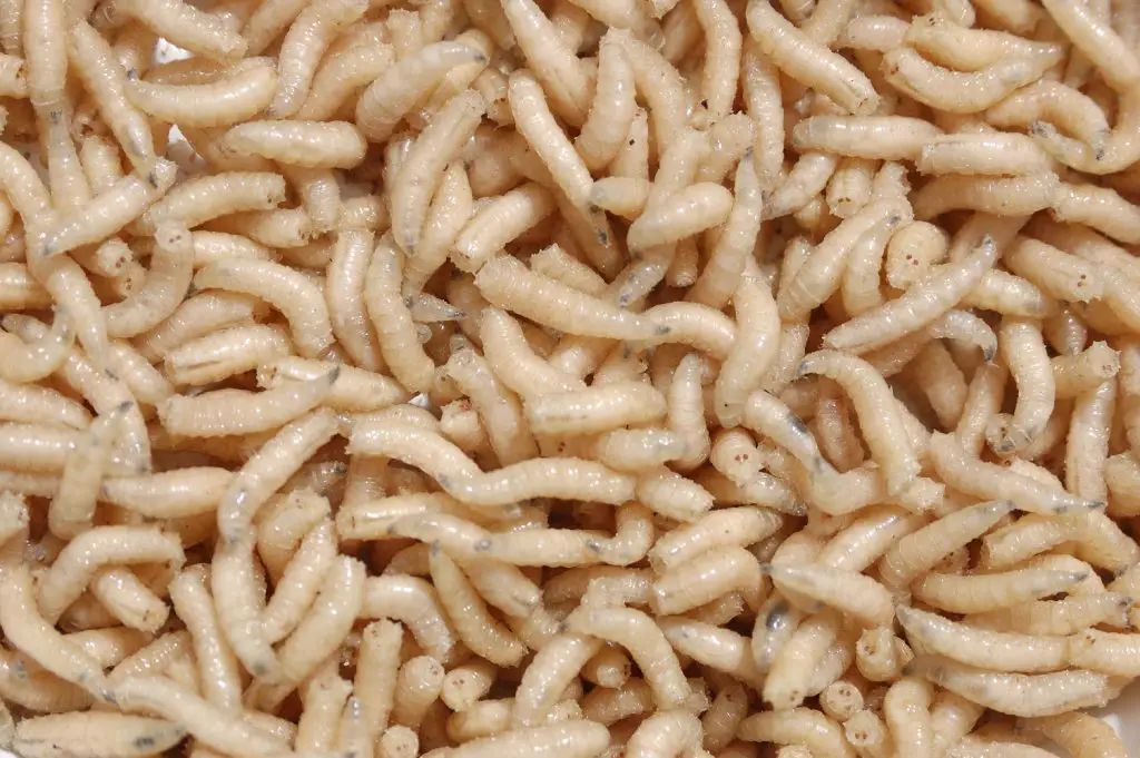 How To Get Rid Of Maggots In Your Carpet Pest Pit