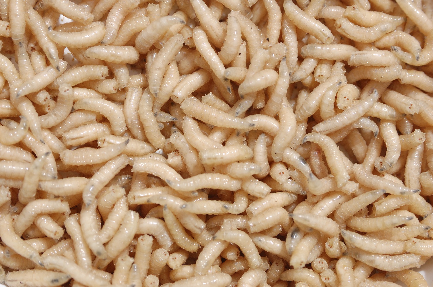 How To Get Rid Of Maggots On Kitchen Floor