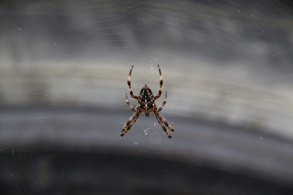 How-to-get-a-spider-out-of-your-car