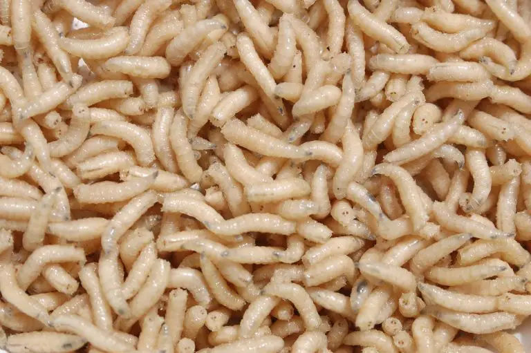 What Can I Use To Kill Maggots? Pest Control