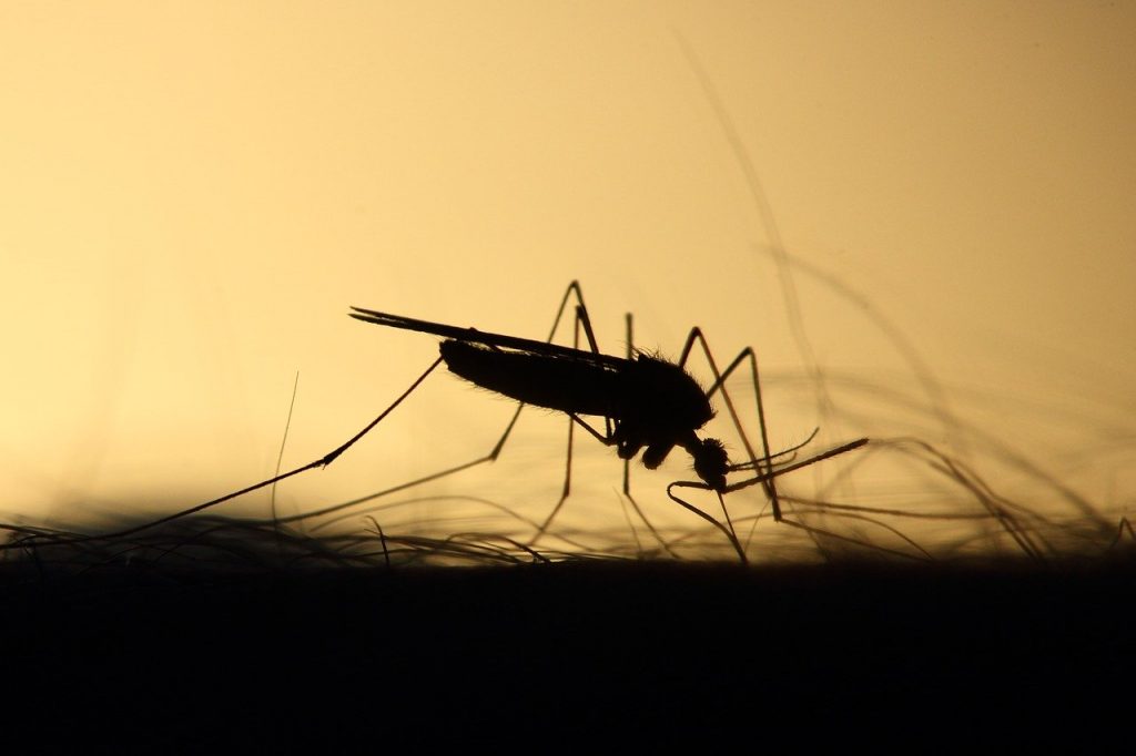 How Do I Get Mosquitoes Out Of My Room? Use These 8 Tips Pest Pit