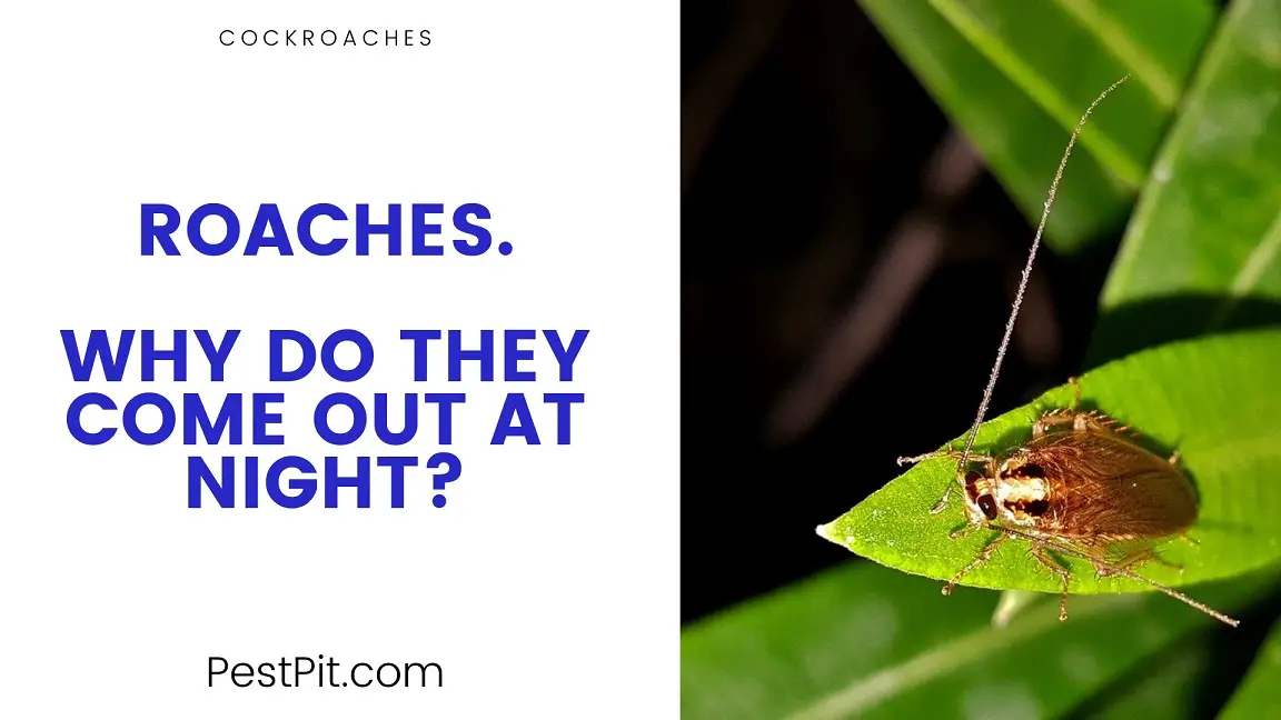 Why Do Cockroaches Come out at Night? Pest Pit