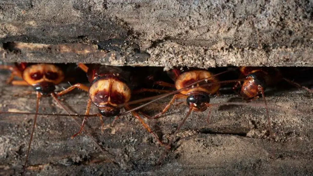 cockroaches in brickwork