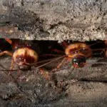 cockroaches in brickwork