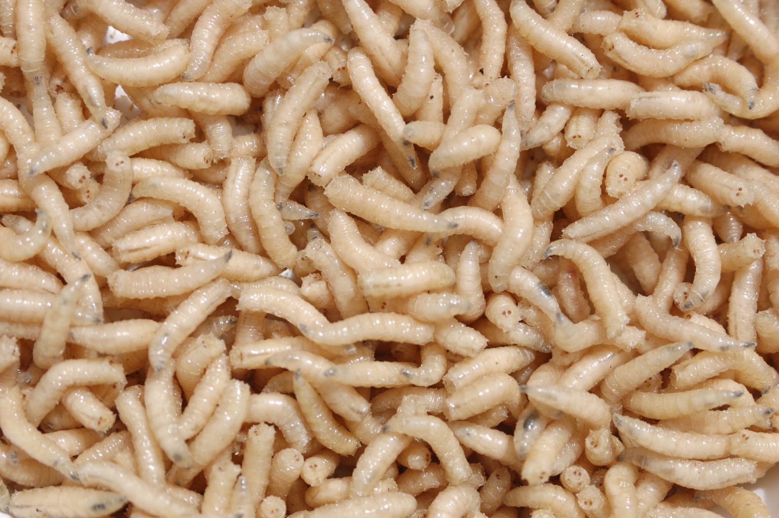 How Do Maggots Appear Out of Nowhere? Pest Pit