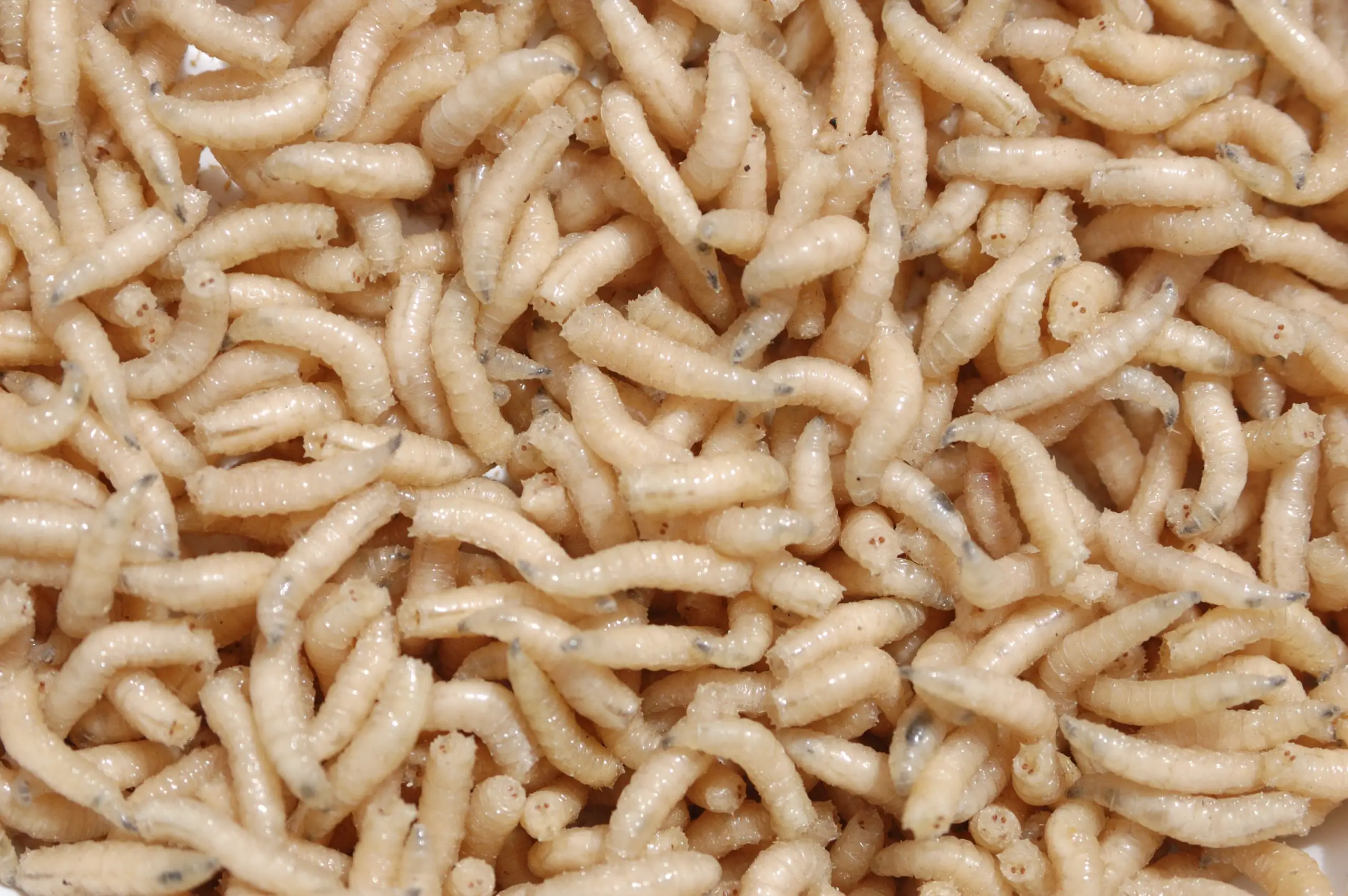 common questions about maggots