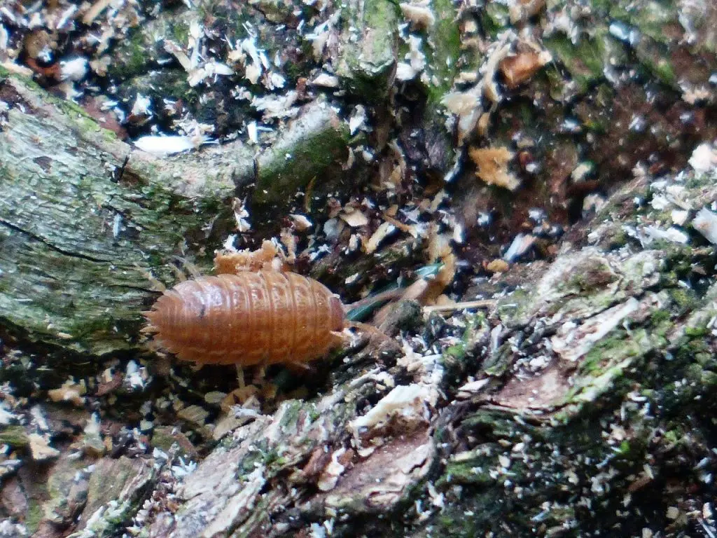 woodlice experiments