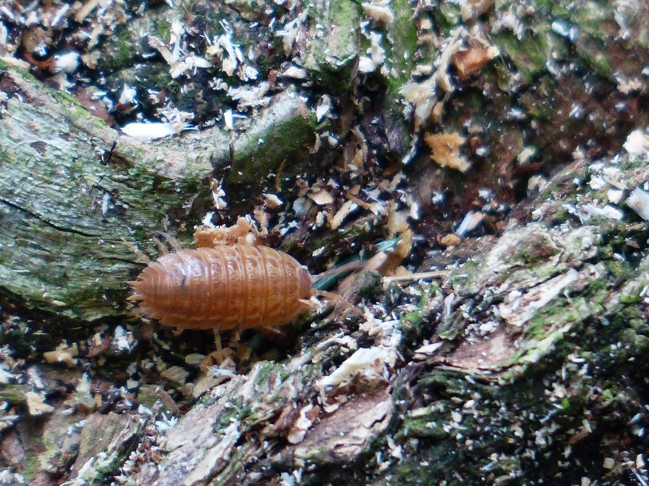 interesting questions about woodlice
