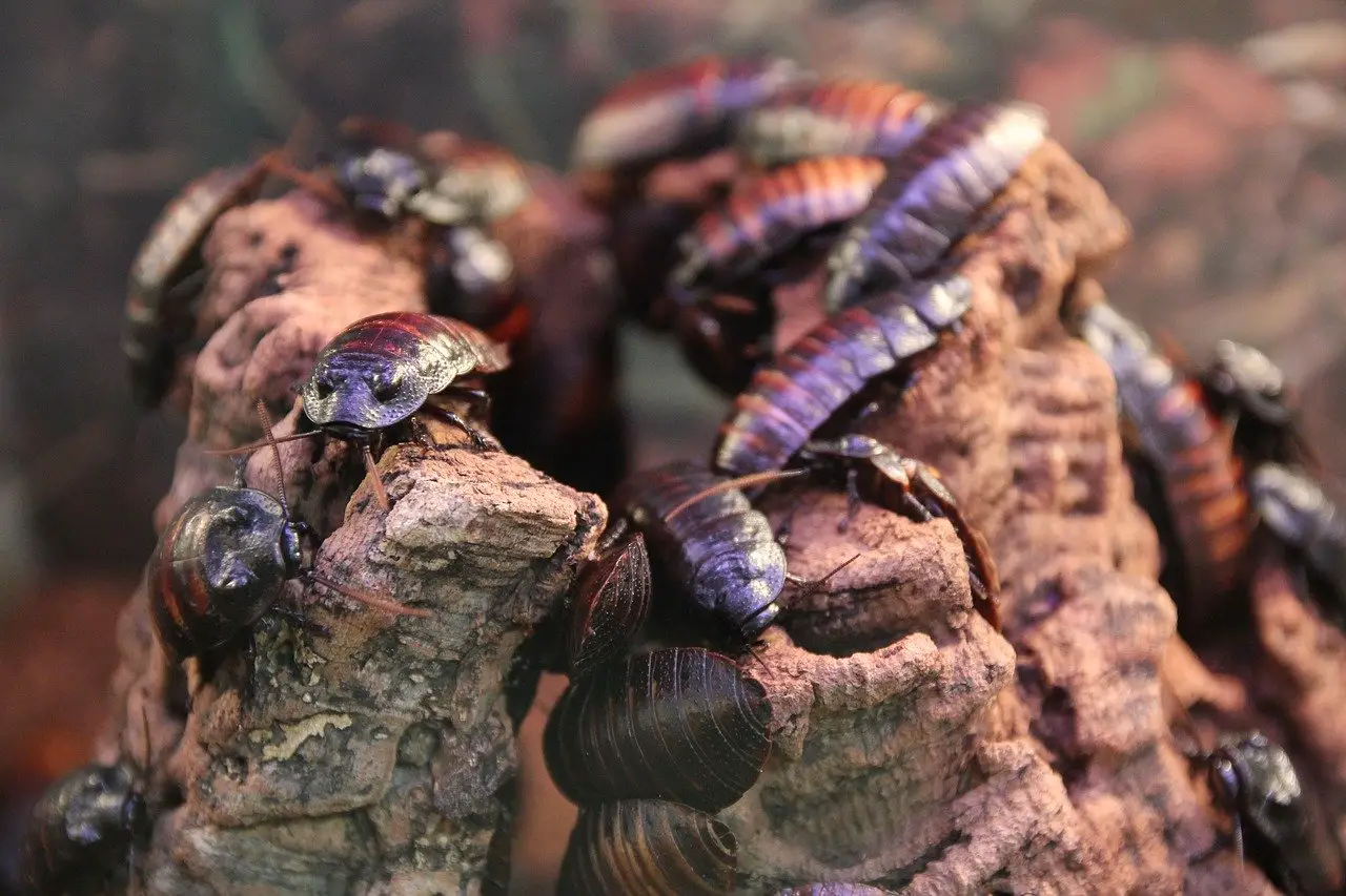 Sudden Appearance Of Cockroaches? 7 Reasons Why