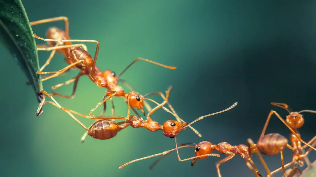Do Ants Like Lemon? 5 Ways You Can Use It To Deter Them Pest Control