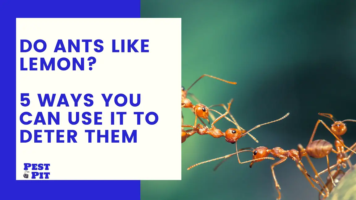 Do Ants Like Lemon? 5 Ways You Can Use It To Deter Them - Pest Pit