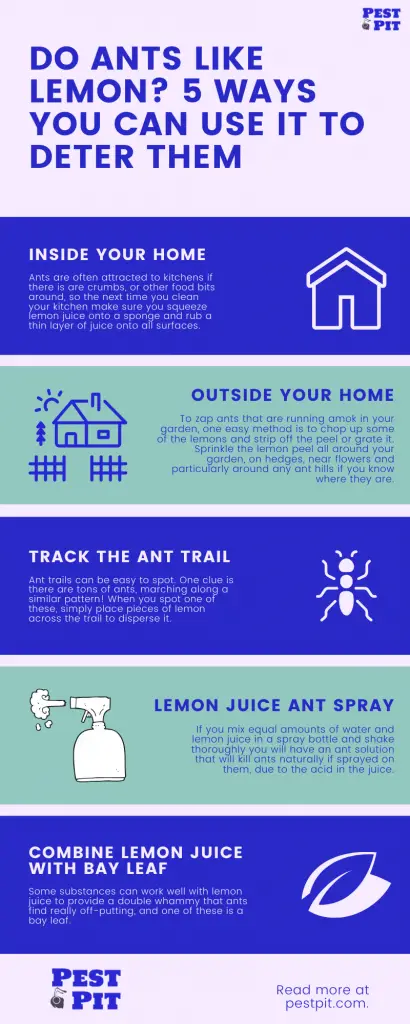 Do Ants Like Lemon_ 5 Ways You Can Use It To Deter Them