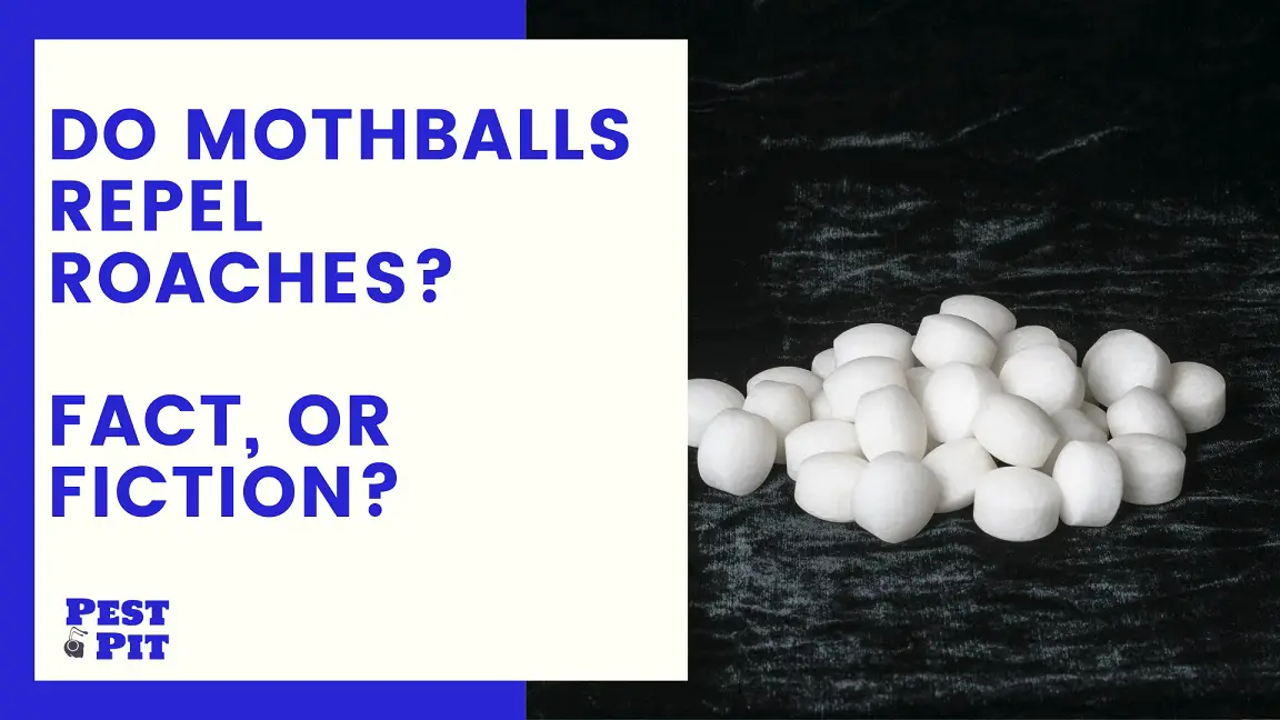 Do Mothballs Repel Roaches? Fact, Or Fiction? Pest Pit