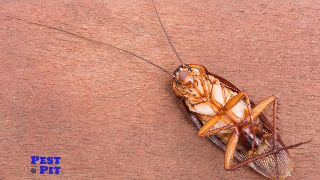 Does Bleach Kill Cockroaches - 5 Creative Ways of Using Bleach to Kill