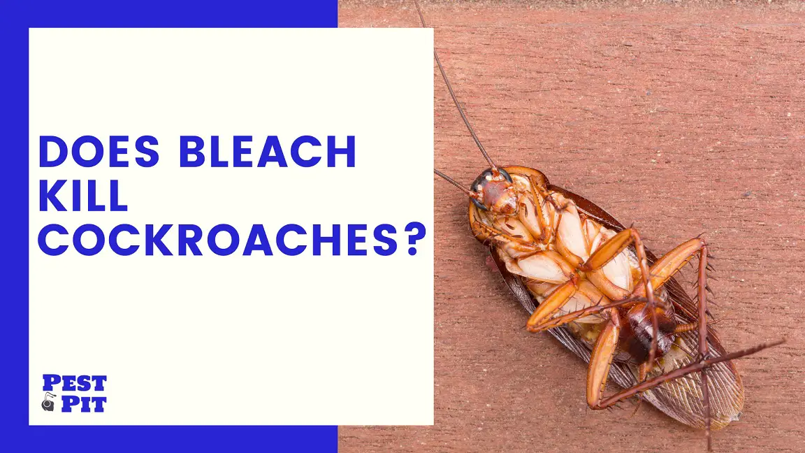 Does Bleach Kill Cockroaches? 5 Ways To Kill Or Repel Pest Pit