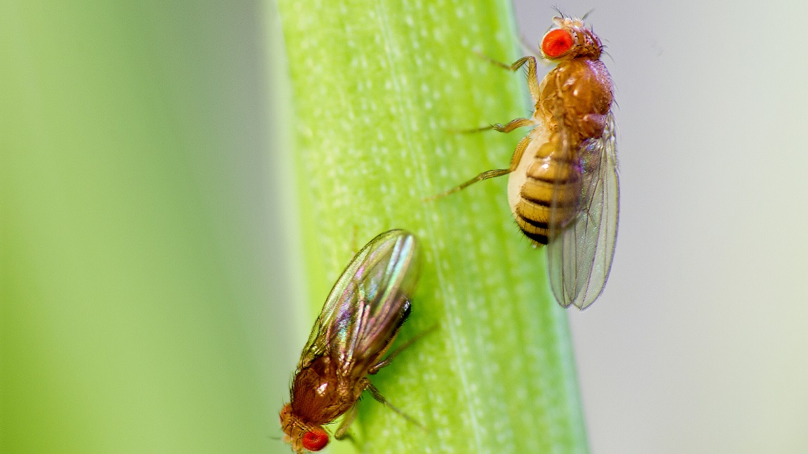 How To Get Rid Of Fruit Flies In A Bar - 5 Tips