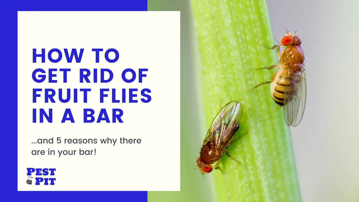 How To Get Rid Of Fruit Flies In A Bar 5 Tips Pest Pit