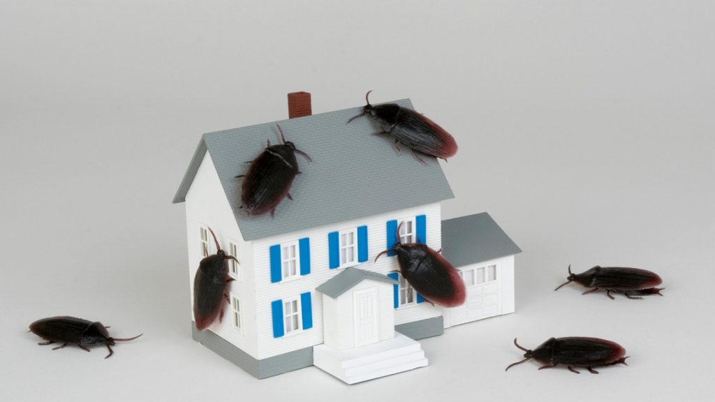 Using Boric Acid To Kill Cockroaches - 5 Ways - Pest Pit