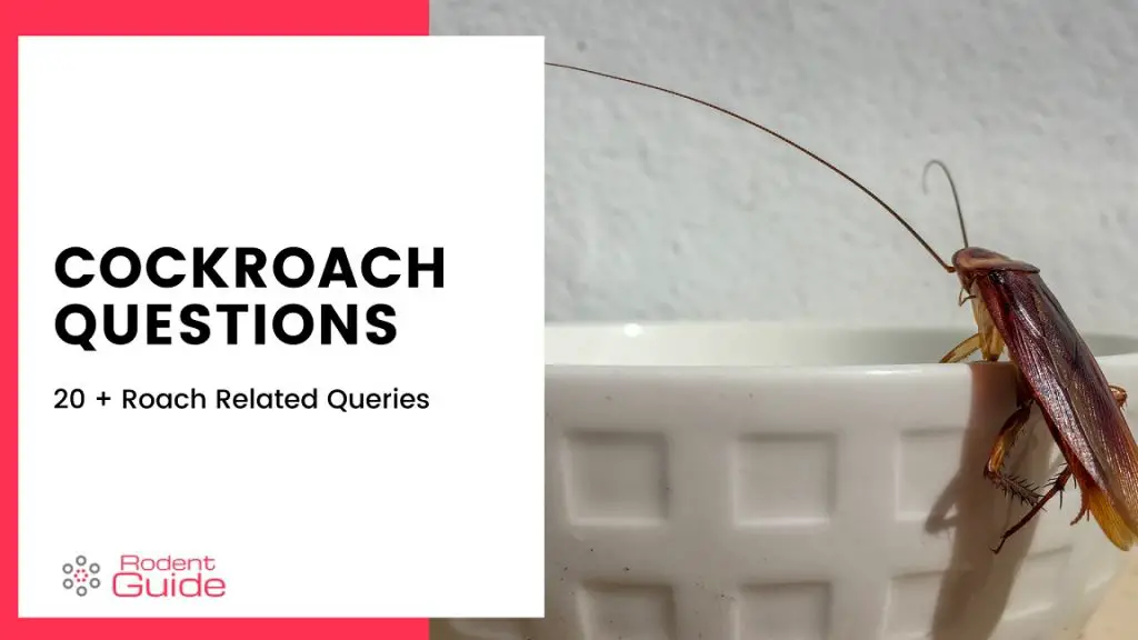 Cockroach questions