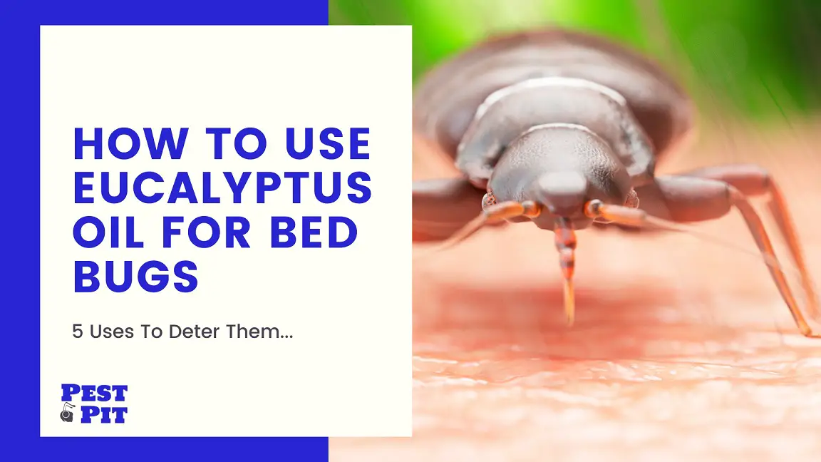 5 Ways You Can Use Eucalyptus Oil For Bed Bugs