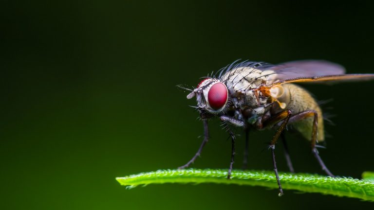 How Do Fruit Flies Get In Your House - 7 Ways - Pest Pit