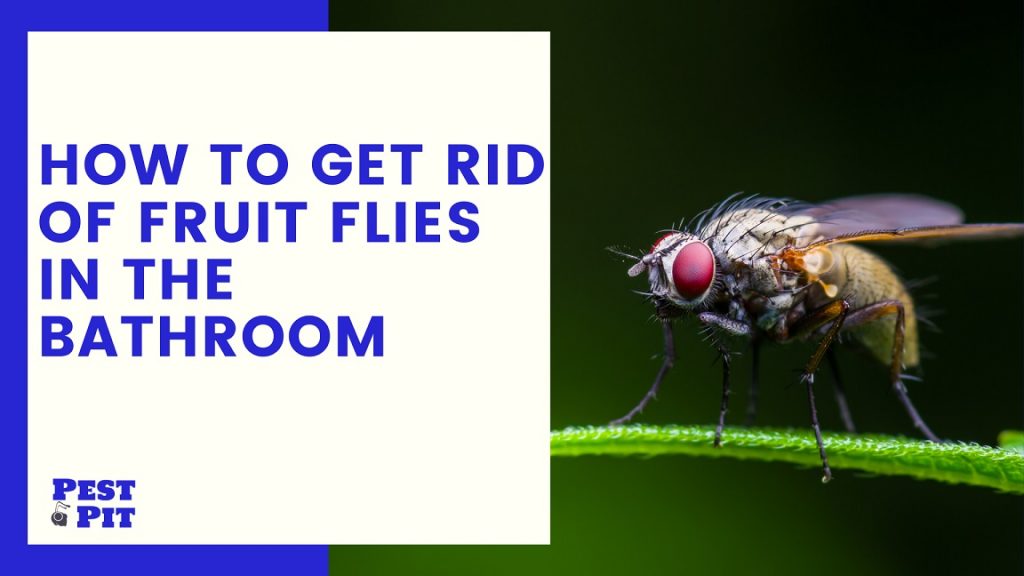 How To Get Rid Of Fruit Flies In The Bathroom