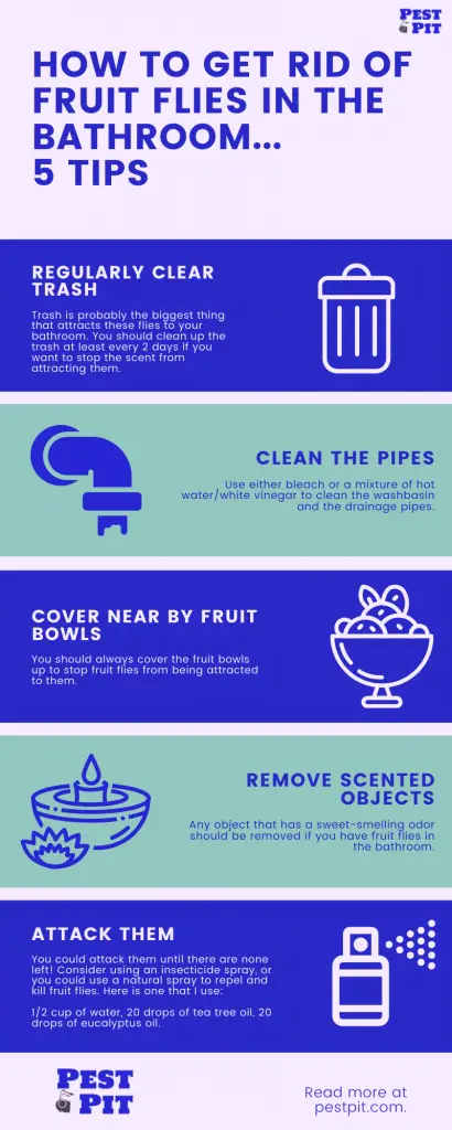 How To Get Rid Of Fruit Flies In The Bathroom Infographic