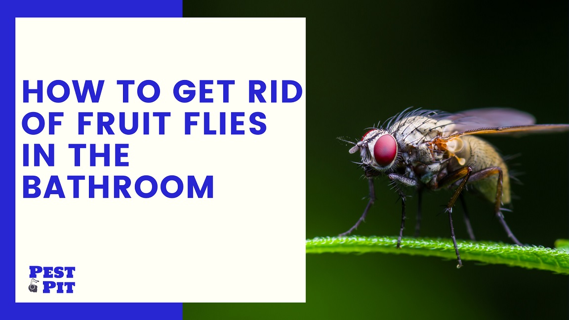 How To Get Rid Of Fruit Flies In The Bathroom - 5 Tips - Pest Pit