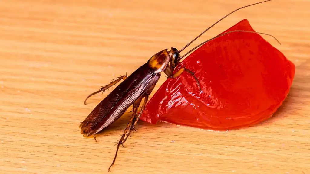 What Can Cockroaches Eat? 20+ Items Answered Pest Control