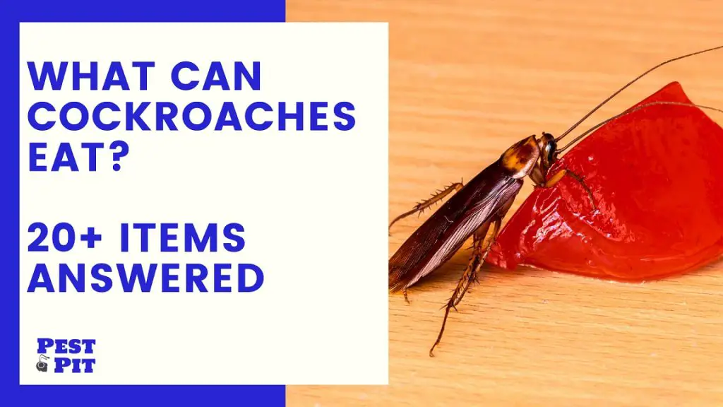 What Can Cockroaches Eat 20 Items and more Answered