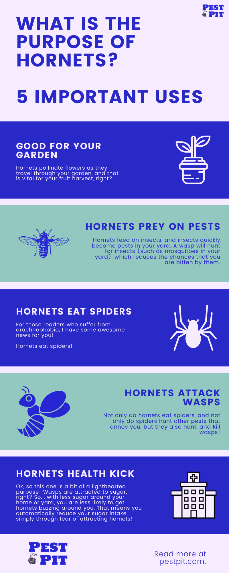 What Is The Purpose Of Hornets? I Have 5 For You Here 3 What Is The Purpose Of Hornets 5 Important Uses