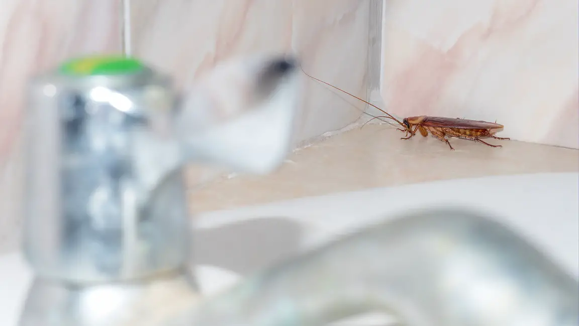 roach on basin