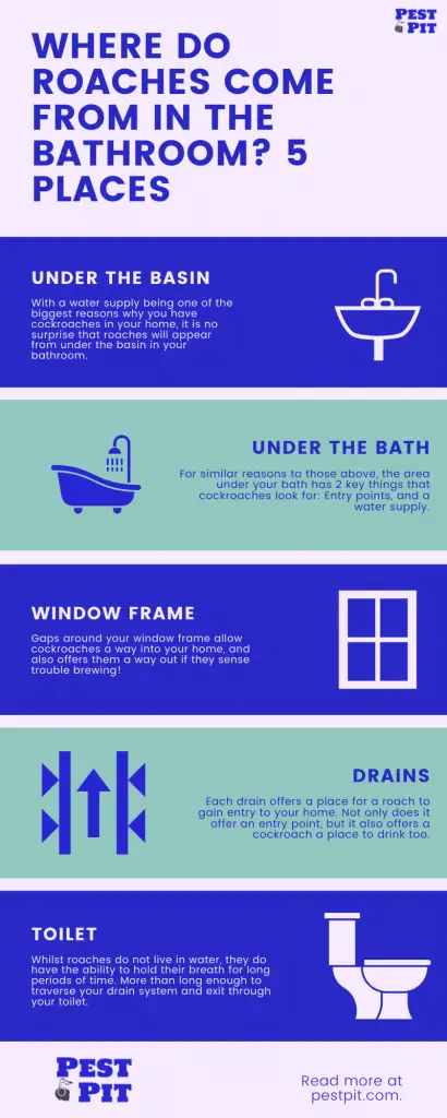 Where Do Roaches Come From In The Bathroom 5 Common Places Infographic