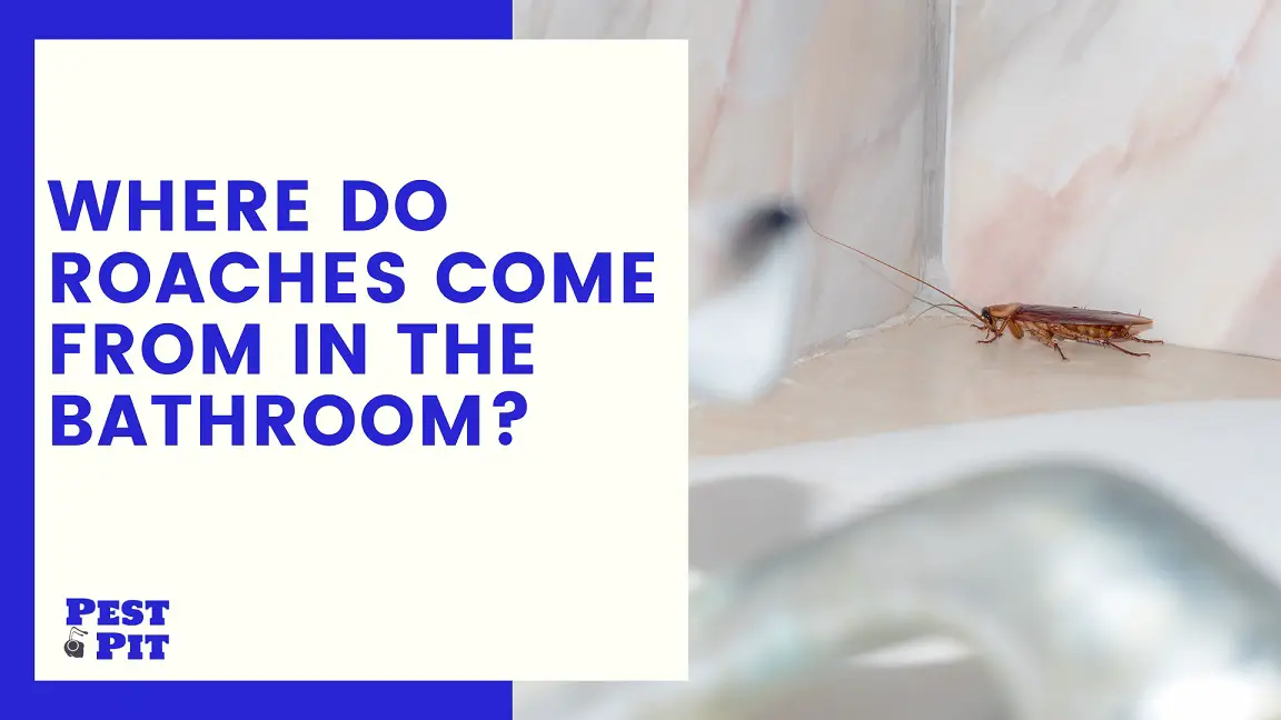 Where Do Roaches Come From In The Bathroom? 5 Places Pest Pit