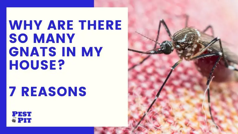 Why Are There So Many Gnats In My House? 7 Reasons - Pest Control