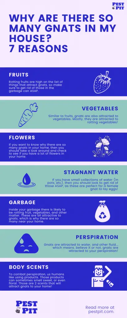 Why Are There So Many Gnats In My House Infographic