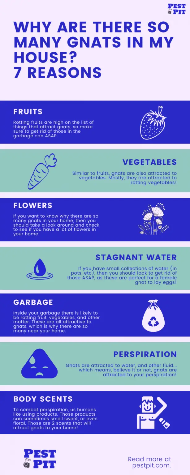 Why Are There So Many Gnats In My House? 7 Reasons Pest Control