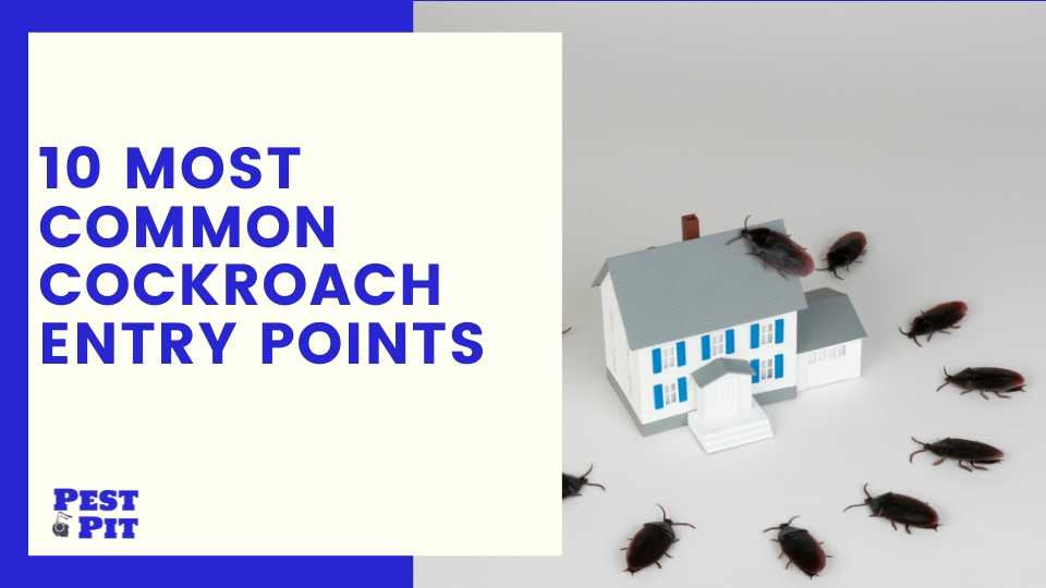 10 Most Common Cockroach Entry Points