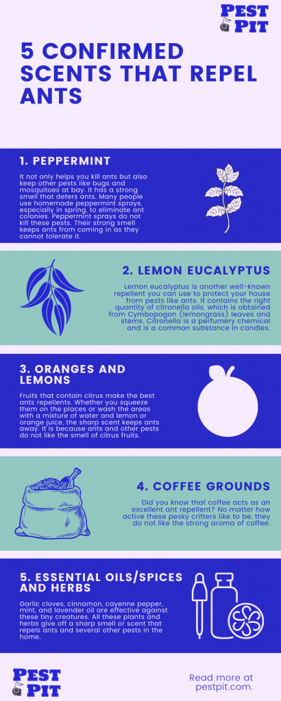 5 Confirmed Scents That Repel Ants Infographic
