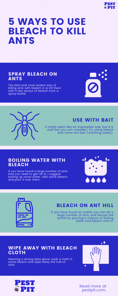 5 Ways To Use Bleach To Kill Ants Infographic