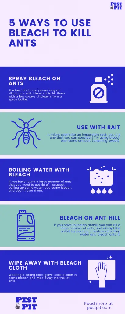 5 Ways To Use Bleach To Kill Ants Infographic