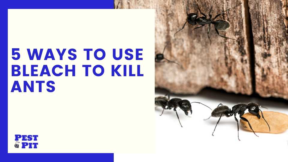 5 Ways To Use Bleach To Kill Ants