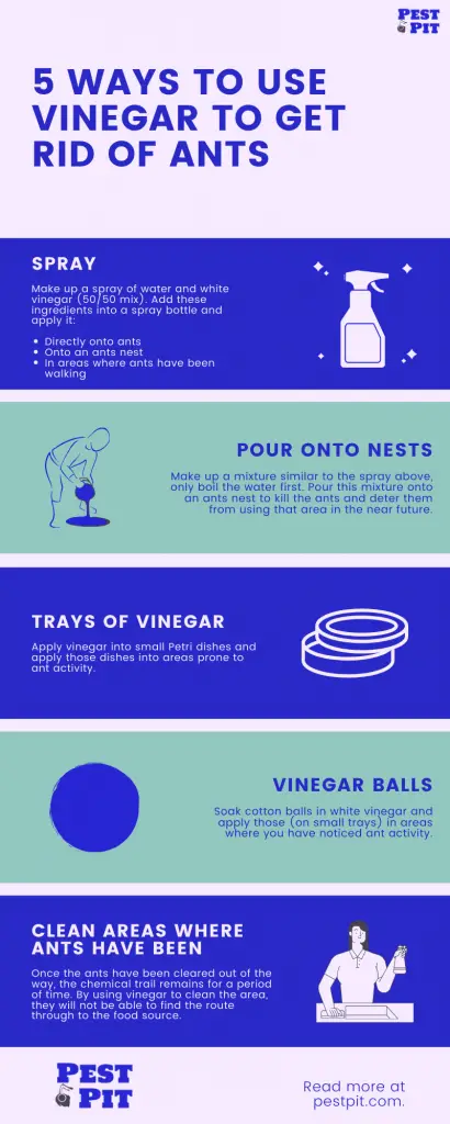 5 Ways To Use Vinegar To Get Rid Of Ants Infographic