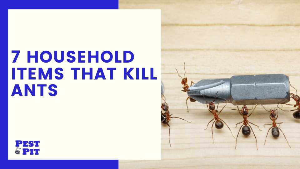 7 Household Items That Kill Ants