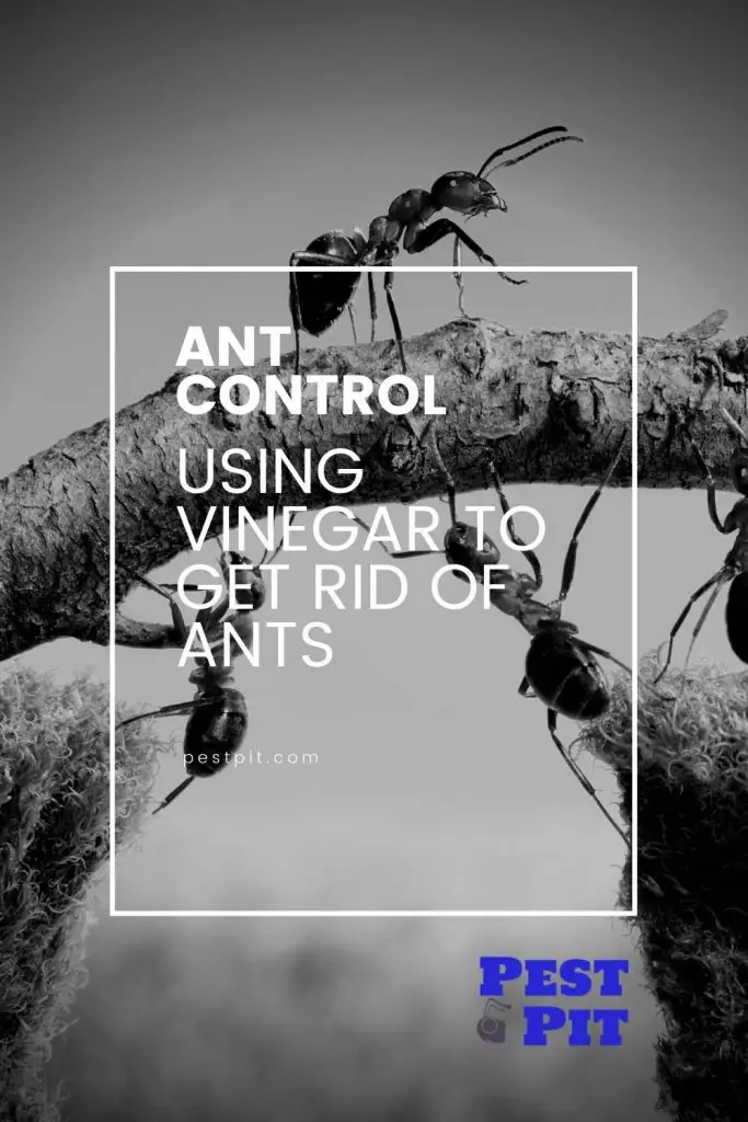 Ant Control using vinegar to get rid of ants
